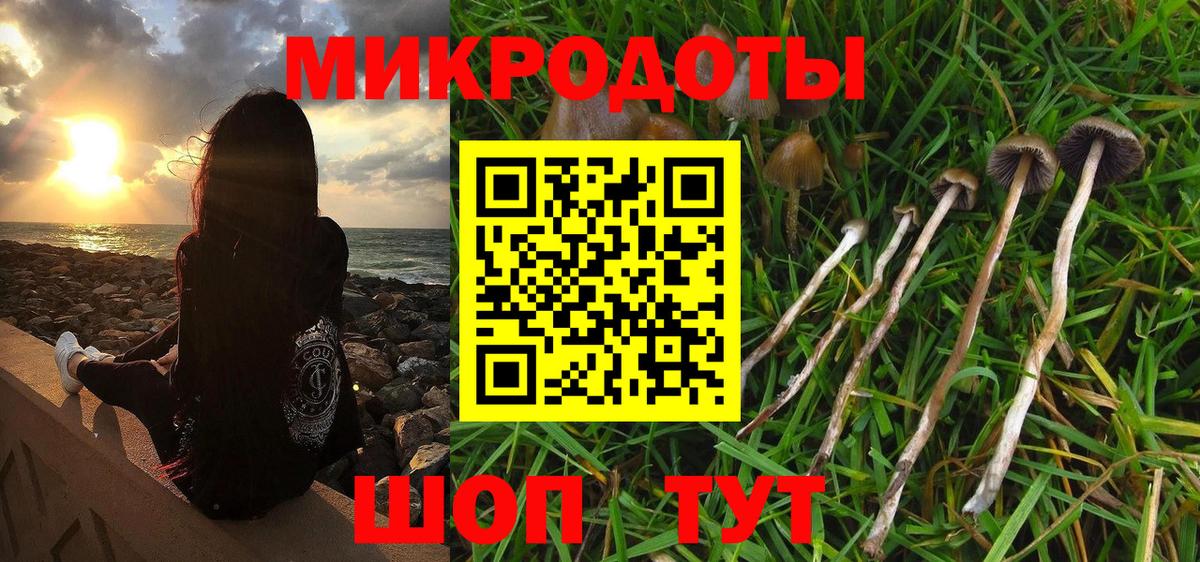 Псилоцибиновые грибы Psilocybe Камень-на-Оби